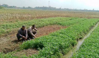 Polisi-Cinta-Petani-Tinjau-Lahan-Kangkung-di-Tarik-Sidoarjo