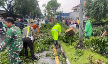 Pohon-Tumbang-Timpa-Mobil-di-Buduran,-Polsek-Buduran-Gerak-Cepat-Lakukan-Penanganan
