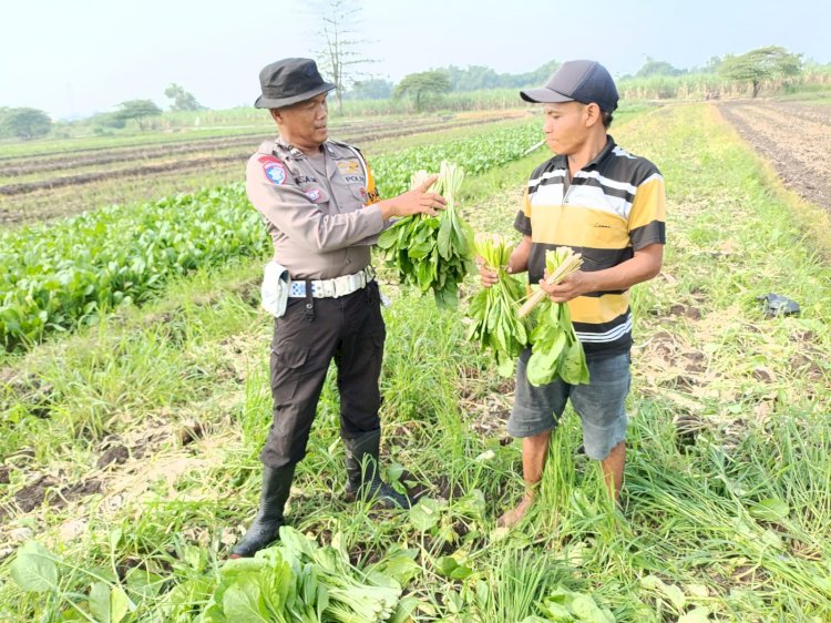 Bhabinkamtibmas Seketi Dukung Ketahanan Pangan Lewat Tanaman Sawi