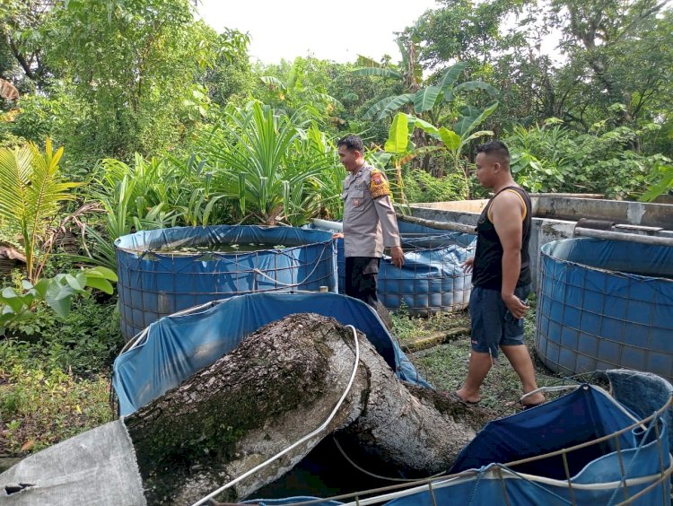Polsek Tulangan Dukung Program Ketahanan Pangan Melalui Peternakan Ikan Lele
